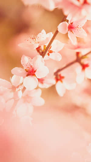 Cherry Blossom Bliss.jpg Wallpaper