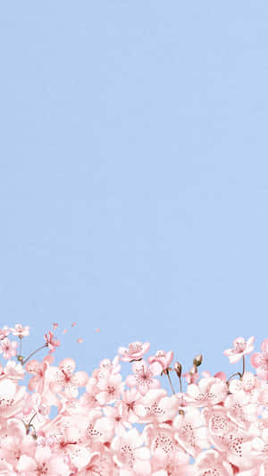 Cherry Blossom Blue Sky Background Wallpaper