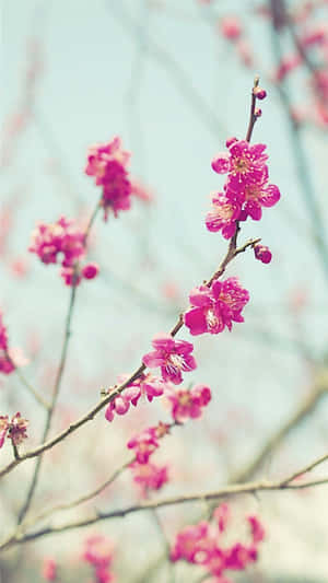 Cherry Blossom Branch Springtime Wallpaper