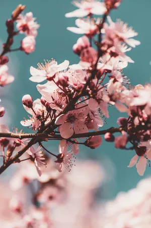Cherry Blossom Branches Springtime.jpg Wallpaper