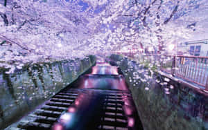 Cherry Blossom Canal Night Scene Wallpaper