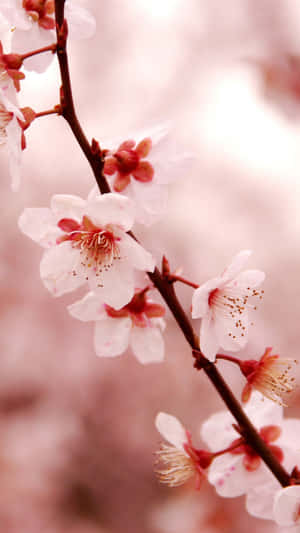 Cherry Blossom Closeup Wallpaper