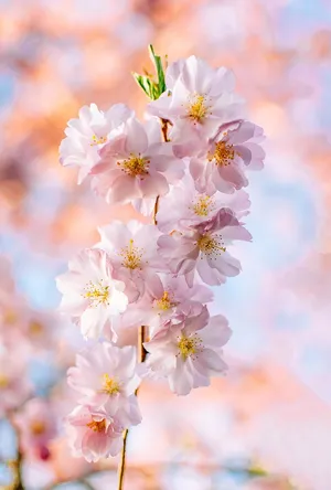 Cherry Blossom Closeup Springtime Wallpaper