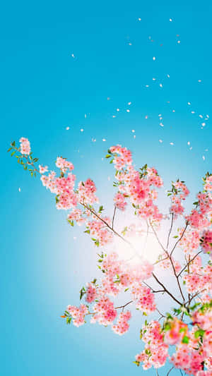 Cherry Blossom Cute Plant Wallpaper