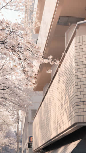 Cherry Blossom Facade_ Warm Tones.jpg Wallpaper