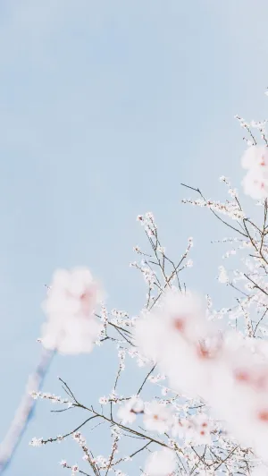 Cherry Blossom Pastel Blue Background Wallpaper