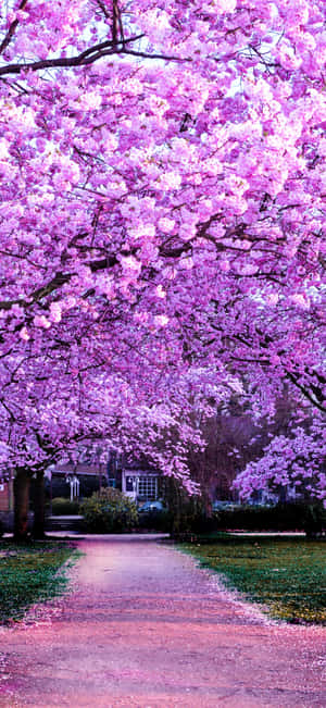 Cherry Blossom Pathway Springtime Wallpaper