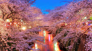 Cherry Blossom Tree Around Creek Wallpaper