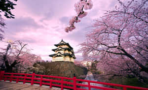 Cherry Blossom Tree Japan Wallpaper