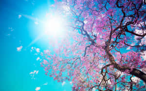 Cherry Blossom Tree Sunlight Wallpaper