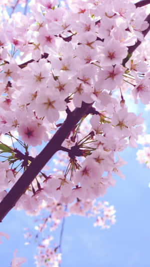 Cherry Blossoms Against Blue Sky Wallpaper