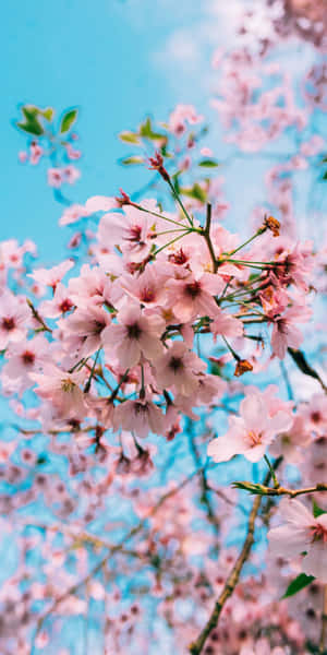 Cherry Blossoms Against Blue Sky Wallpaper