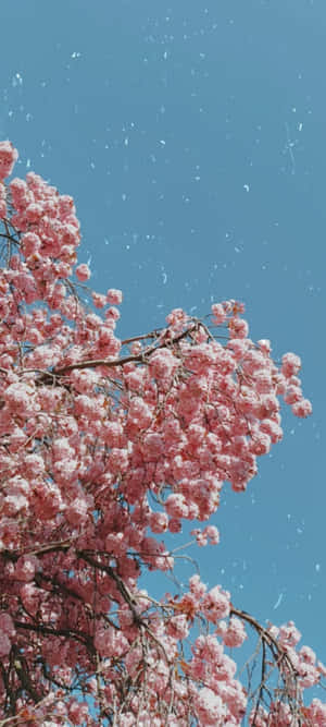 Cherry Blossoms Against Blue Sky Wallpaper