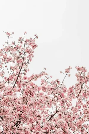 Cherry Blossoms Against Sky.jpg Wallpaper