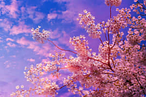 Cherry Blossoms Against Twilight Sky4 K Wallpaper