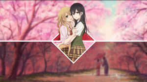 Cherry Blossoms Citrus Anime Wallpaper