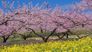 Cherry Blossoms In Japanese Nature Wallpaper