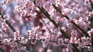 Cherry Blossoms In Spring Wallpaper