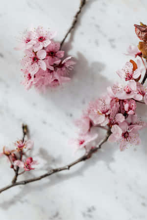 Cherry Blossoms Marble Background Wallpaper