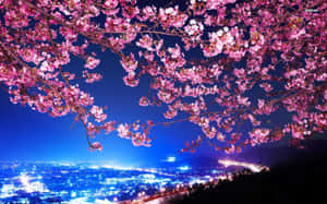 Cherry Blossoms Over City Nightscape Wallpaper
