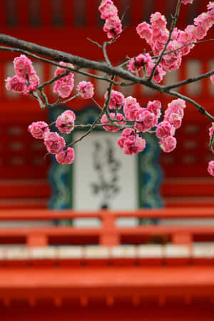 Cherry Blossoms Over Red Temple Wallpaper