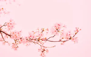 Cherry Blossoms Pink Background Wallpaper