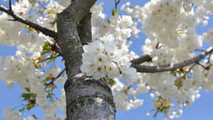 Cherry Blossomsin Full Bloom4 K Wallpaper