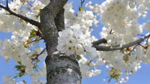 Cherry Blossomsin Full Bloom4 K Wallpaper