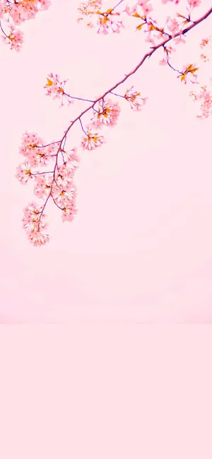 Cherry Flower Cute And Pink Wallpaper