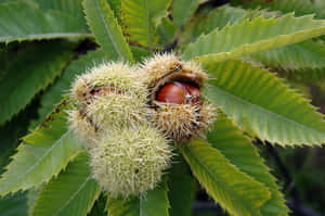 Chestnut Delight: A Vibrant Close-up View Of Fresh Chestnuts On A Wooden Surface Wallpaper