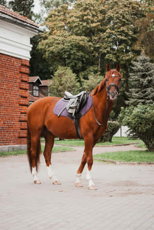 Chestnut Horse With Saddle Wallpaper