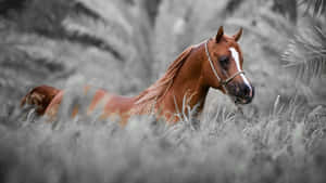 Chestnut Horsein Monochrome Field Wallpaper