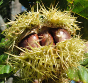 Chestnut Leaves And Seeds On Rustic Wood Wallpaper