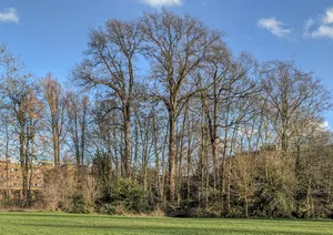 Chichester Park Trees Winter Wallpaper