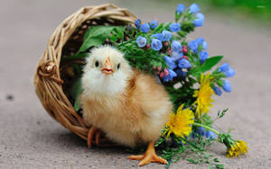 Chick On Basket Wallpaper