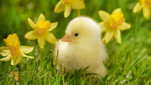 Chick On Grassfield Wallpaper