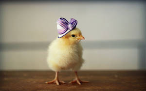 Chick Ribbon Hat Wallpaper