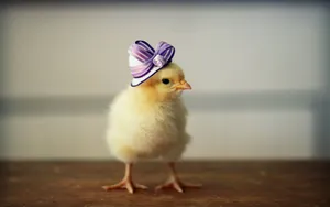 Chick Ribbon Hat Wallpaper
