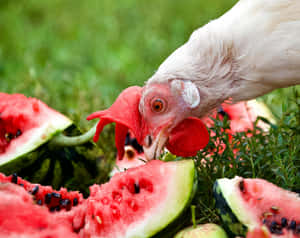 Chicken Feastingon Watermelon Wallpaper