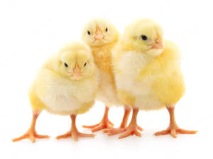 Chicks On White Wallpaper