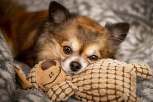 Chihuahua Cuddling Stuffed Toy Wallpaper