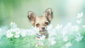 Chihuahua Dog With White Flowers Wallpaper