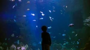 Child Contemplating Aquarium Life Wallpaper