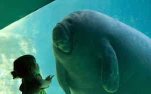 Childand Manatee Encounter Wallpaper