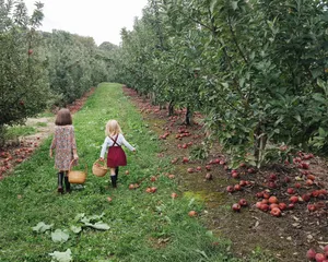 Children Apple Picking Orchard Wallpaper