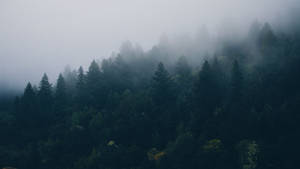 Chill 4k Foggy Dark Pine Trees Wallpaper