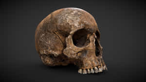 Chilling 3d Skull Wallpaper Wallpaper