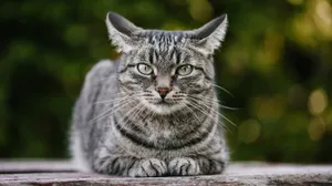 Chilling Angry Cat Picture Wallpaper