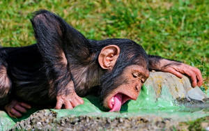 Chimpanzee Drinking Water From Basin Wallpaper