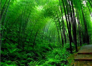 Chinese Bamboo Garden Wallpaper